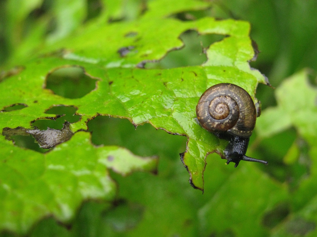 Top 10 Eco-Friendly Pest Control Methods for Your Garden